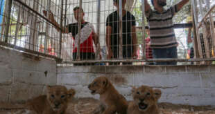 Gaza Zoo - Lion