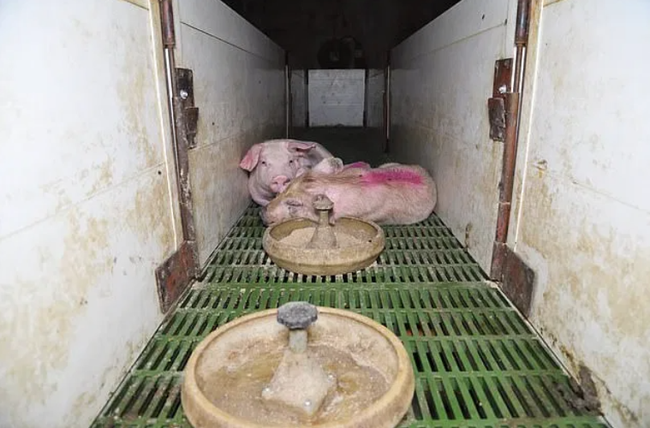 Sự thật khủng khiếp bên trong trang trại lợn được gán mác an toàn và thân thiện khi động vật nuôi phải ăn thịt đồng loại để sinh tồn - Ảnh 4.
