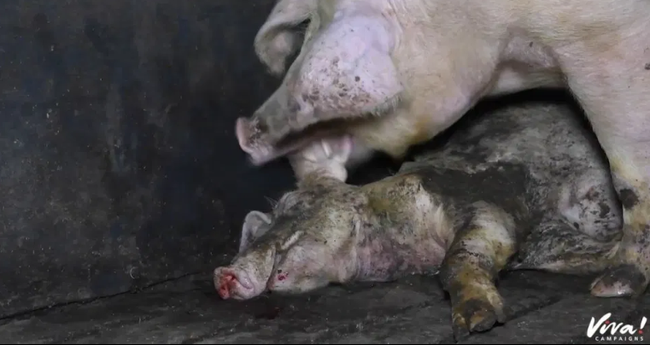 Sự thật khủng khiếp bên trong trang trại lợn được gán mác an toàn và thân thiện khi động vật nuôi phải ăn thịt đồng loại để sinh tồn - Ảnh 3.