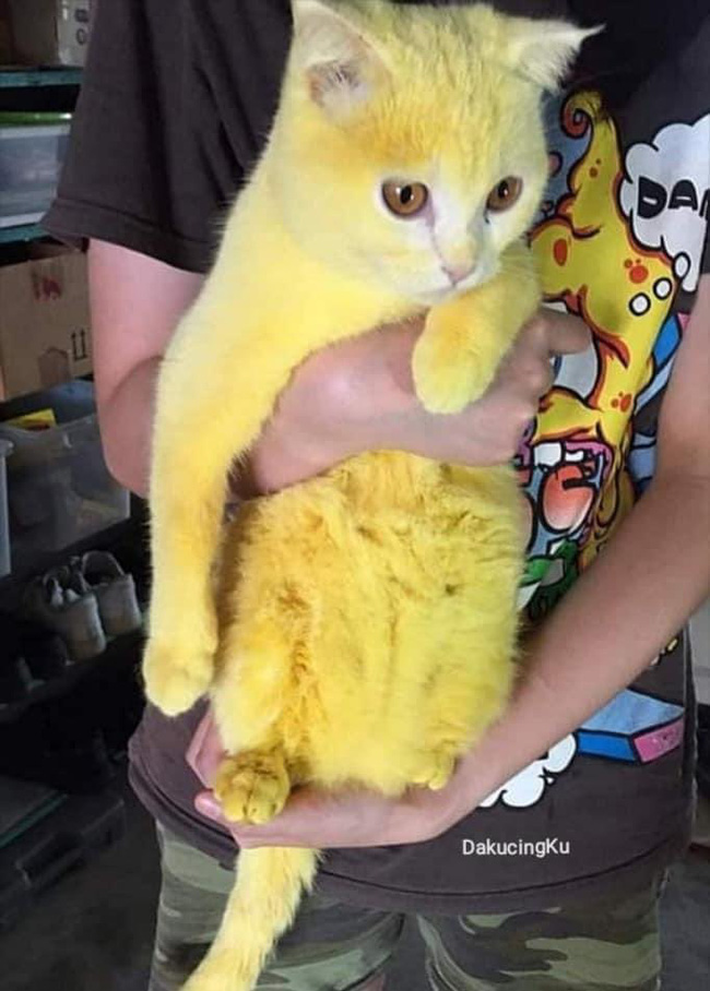 Chữa nấm bằng bột nghệ, bé mèo trắng trẻo bị nhuộm thành Pikachu - Ảnh 5.