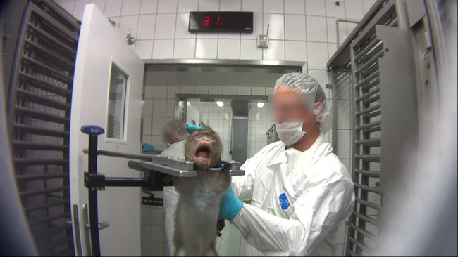 Phòng thí nghiệm dược phẩm gây sốc dư luận với những hình ảnh tra tấn động vật khủng khiếp được phép mở cửa trở lại nhưng bị phản đối dư dội - Ảnh 5.