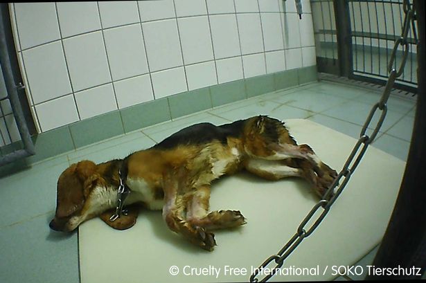 Phòng thí nghiệm dược phẩm gây sốc dư luận với những hình ảnh tra tấn động vật khủng khiếp được phép mở cửa trở lại nhưng bị phản đối dư dội - Ảnh 6.