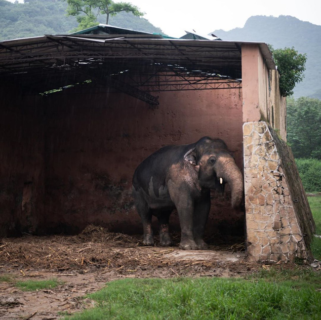 35 năm khổ sở của &quot;chú voi cô độc nhất hành tinh&quot; sắp được tự do: Nỗi đau mất bạn đời không nguôi ngoai, tình hình sức khỏe luôn đáng báo động - Ảnh 3.