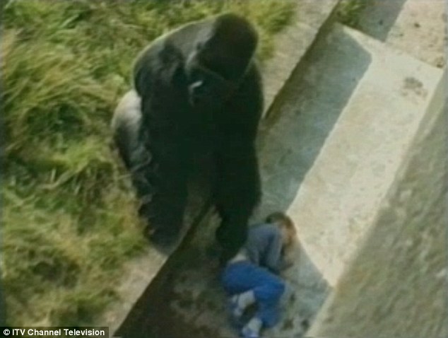 Bé trai 5 tuổi ngã vào chuồng khỉ đột bất tỉnh, con vật cao hơn 2m tiếp cận và những gì diễn ra sau đó khiến người ta vừa thót tim, vừa khó tin - Ảnh 5.