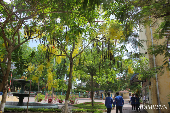 Ngôi trường xanh mướt như 1 khu sinh thái thu nhỏ giữa “thành phố cảng”, nơi thầy trò giữ gìn từng gốc cây, từng tán lá trong sân trường - Ảnh 7.