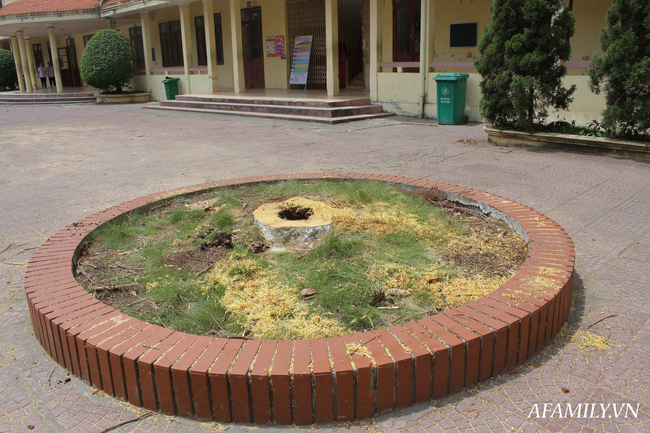 Ngôi trường xanh mướt như 1 khu sinh thái thu nhỏ giữa “thành phố cảng”, nơi thầy trò giữ gìn từng gốc cây, từng tán lá trong sân trường - Ảnh 15.