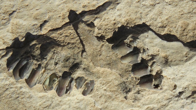 Tìm thấy dấu chân người 120.000 năm tuổi ở Ả Rập Xê Út - 1