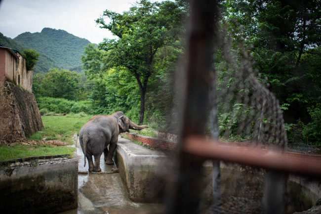35 năm khổ sở của &quot;chú voi cô độc nhất hành tinh&quot; sắp được tự do: Nỗi đau mất bạn đời không nguôi ngoai, tình hình sức khỏe luôn đáng báo động - Ảnh 5.