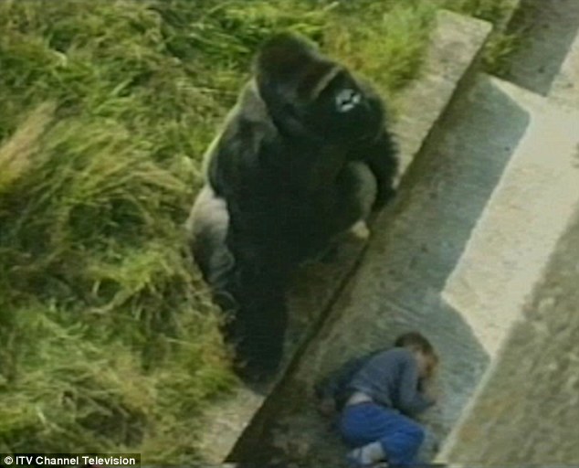 Bé trai 5 tuổi ngã vào chuồng khỉ đột bất tỉnh, con vật cao hơn 2m tiếp cận và những gì diễn ra sau đó khiến người ta vừa thót tim, vừa khó tin - Ảnh 3.