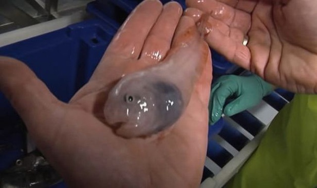 Phát hiện những sinh vật biển như người ngoài hành tinh ở Nam cực - 1