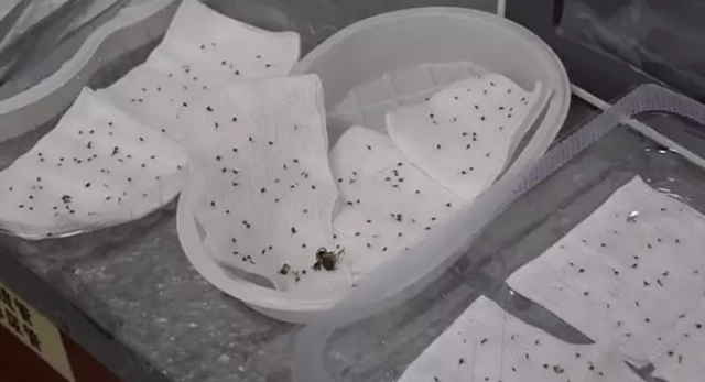 Bác sĩ dùng nhíp loại bỏ hơn 400 ngòi ong châm trên cơ thể bệnh nhân - 3
