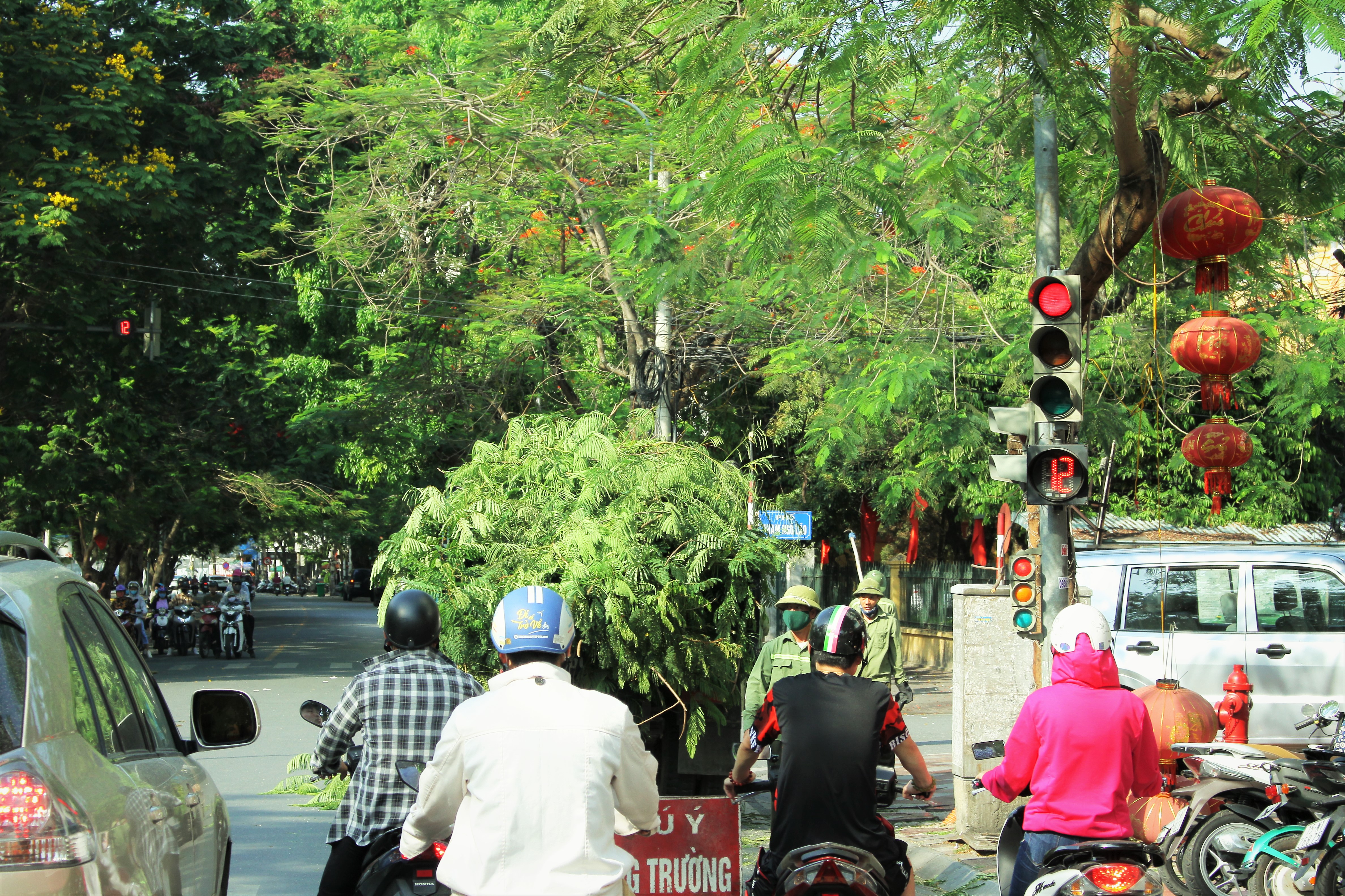 Người dân thành phố hoa phượng đỏ ủng hộ lựa chọn giải pháp bảo đảm an toàn nhưng không “lạm sát” cây xanh - Ảnh 3.