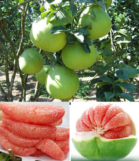 Từ A-Z cách chọn các loại trái cây mùa hè &quot;bách phát bách trúng&quot; trái nào cũng ngon - Ảnh 10.