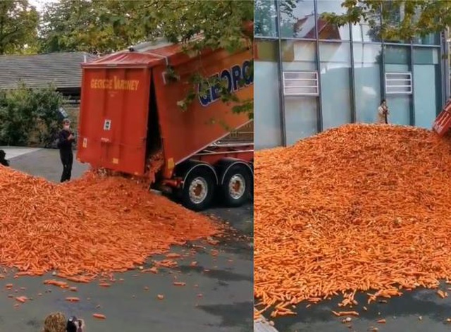 Đổ ra đường 29 tấn cà rốt để làm nghệ thuật - 1
