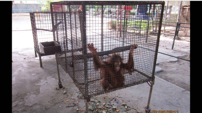 Bên trong sở thú khắp thế giới nơi các con vật bị ngược đãi để &quot;mua vui&quot; cho con người, đến nỗi phải trả giá bằng cả tính mạng của mình - Ảnh 10.