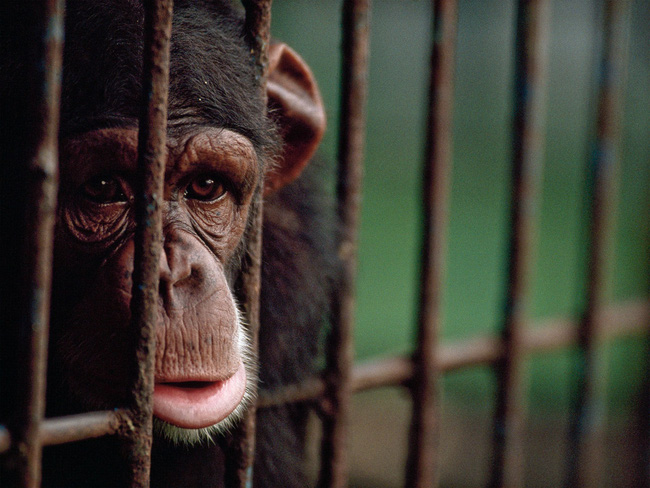 Bên trong sở thú khắp thế giới nơi các con vật bị ngược đãi để &quot;mua vui&quot; cho con người, đến nỗi phải trả giá bằng cả tính mạng của mình - Ảnh 11.