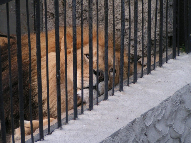 Bên trong sở thú khắp thế giới nơi các con vật bị ngược đãi để &quot;mua vui&quot; cho con người, đến nỗi phải trả giá bằng cả tính mạng của mình - Ảnh 13.