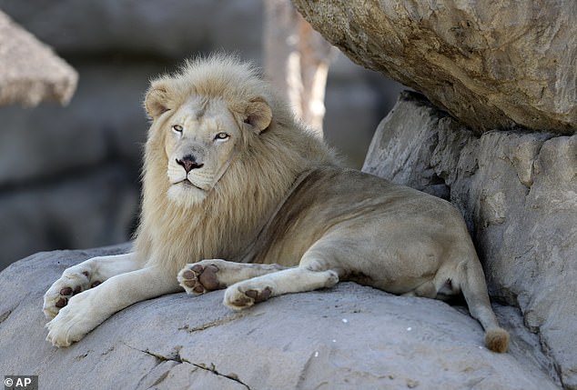 Khách tham quan quay video cảnh tượng ám ảnh sư tử chết nổi lềnh bềnh trên vũng nước bẩn, quản lý sở thú đưa ra tuyên bố gây tranh cãi gay gắt - Ảnh 4.