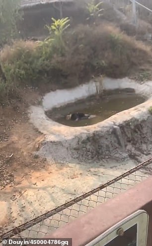 Khách tham quan quay video cảnh tượng ám ảnh sư tử chết nổi lềnh bềnh trên vũng nước bẩn, quản lý sở thú đưa ra tuyên bố gây tranh cãi gay gắt - Ảnh 3.